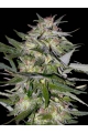 Feminized Collection #4 - ADVANCED SEEDS